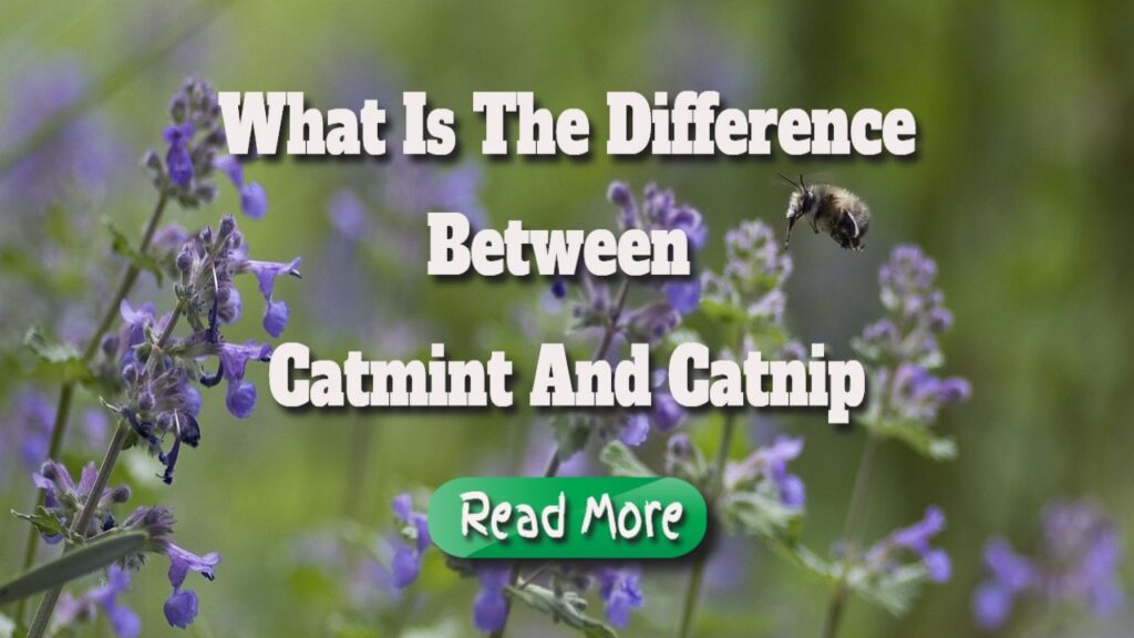 what is the difference between catmint and catmip
