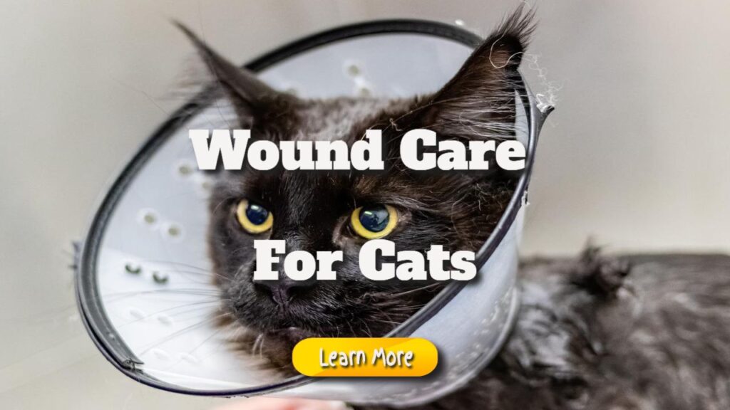 wound care for cats