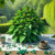 Joint Pain Herbal Remedies You Can Find in the UK