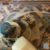 Victorian Hallway Tiles: Tips for Lasting Care and Style