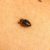 Identify, Treat, and Prevent Bed Bug Infestations Effortlessly