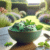 Mint in Desserts: Sweet Treats with a Refreshing Twist