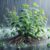 Essential Guide to Avoiding Beginner Mistakes with Herbs in the UK