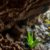 Belizean Caves: A Journey Through Archaeology and Nature