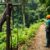 Zip Lining in Belize’s Rainforest: Thrilling Canopy Tours