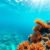 Belize Barrier Reef: Best Snorkeling Spots and Wildlife