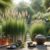 Lemongrass: Discover the UK’s Secret to Relaxation