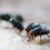 Maggot Extermination Techniques for Sydney Properties