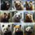 Bear Attack Survival: Essential Tips for Safety