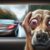 Effective Motion Sickness Remedies for Dogs