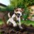 Digging Habits of Jack Russell Terriers: A Helpful Guide